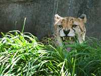 2Cheeta friend Portland 6488  Cheeta, Portland Sanctuary